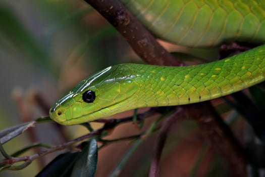 Green Mamba