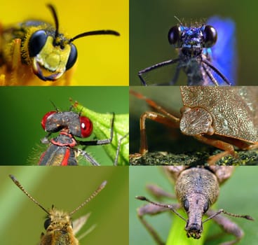 oculi compositi