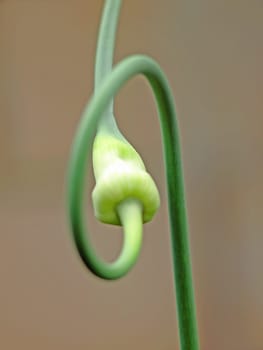 garlic,garlic brood onion