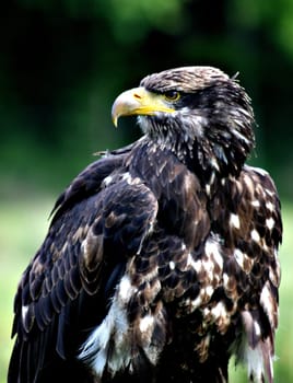 Young bald eagle