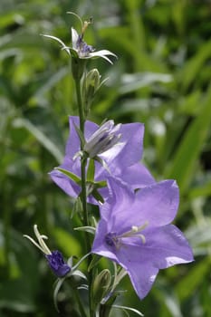 harebell