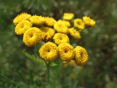 Tansy