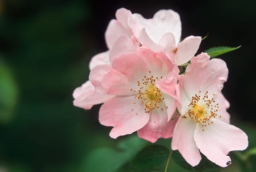 Wild Rose