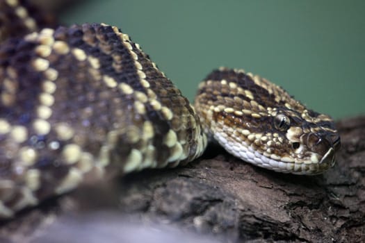 Shower Rattlesnake