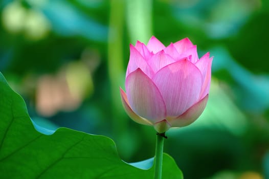 A lotus flower beside a leaf