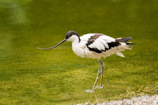 Avocet