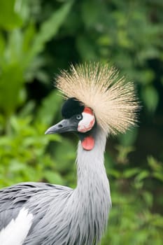 Crowned crane