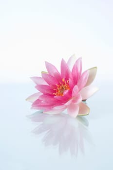 Water lily