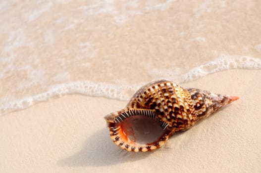 Seashell and ocean wave