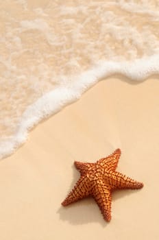 Starfish and ocean wave