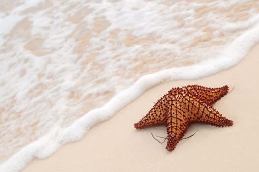 Starfish and ocean wave