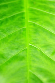 Green tropical leaf background