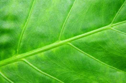 Green tropical leaf background