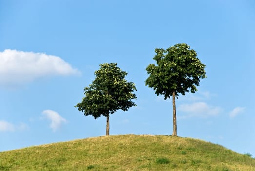 Trees on the hill