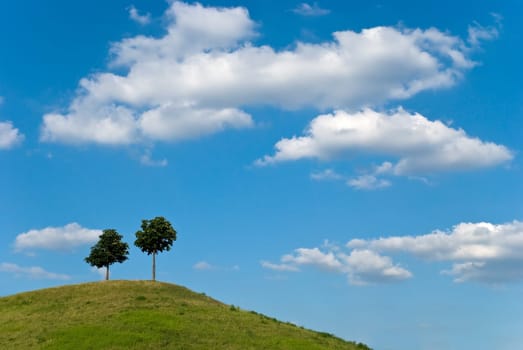 Trees on the hill