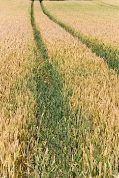 Wheat cereal field in summer