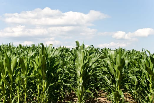 Cornfield in summer