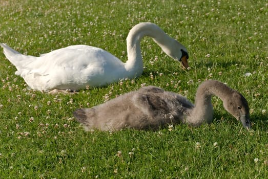 Swan - Mom at the Lake-with the Boy