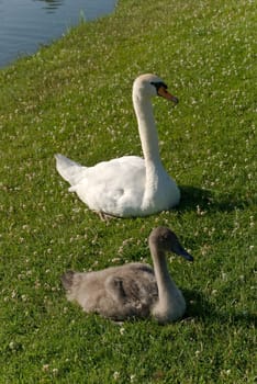 Swan - Mom at the Lake-with the Boy
