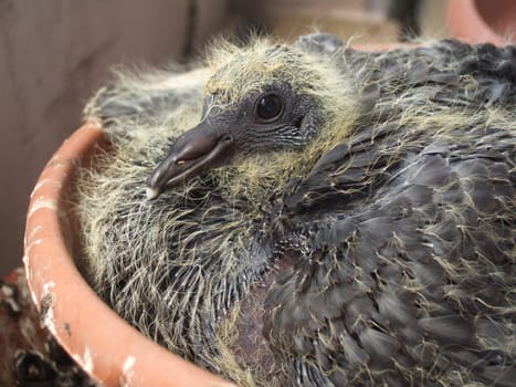 Here you can see to some extent how the plumage develops. The thin downy hairs are initially followed by thick quills,from the tips of which the feathers gradually grow.