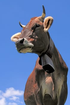 Alpine Cow III
