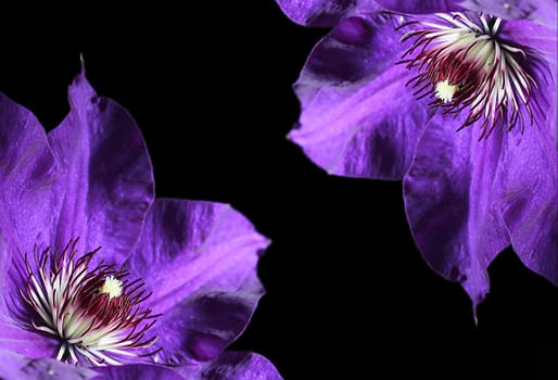 Flower colour: dark purple   Flowering period: Jun - Jul   Location: sunny - semi-shaded