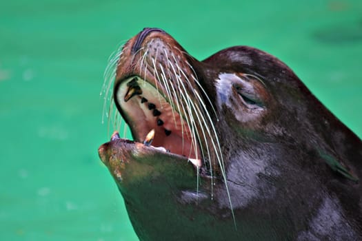 Sea LionPortrait