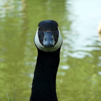 White-cheeked goose