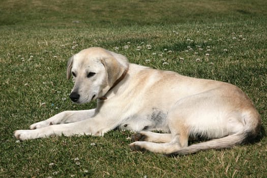 Golden Retriever