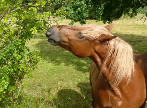 Haflinger
