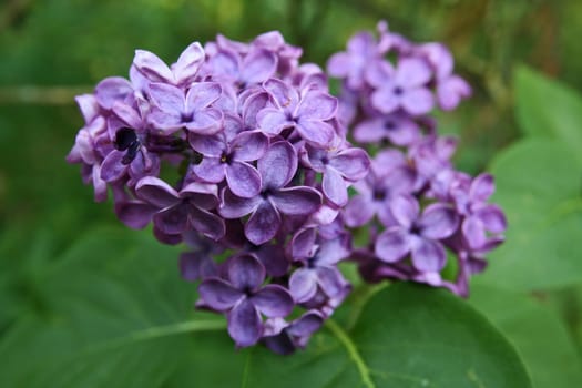Lilac