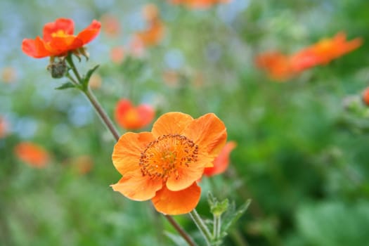 orange blossom