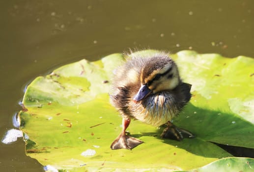 Ducklings I