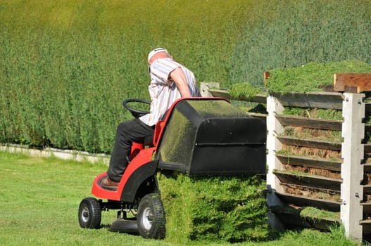 Lawn clippings