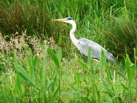 Grey heron