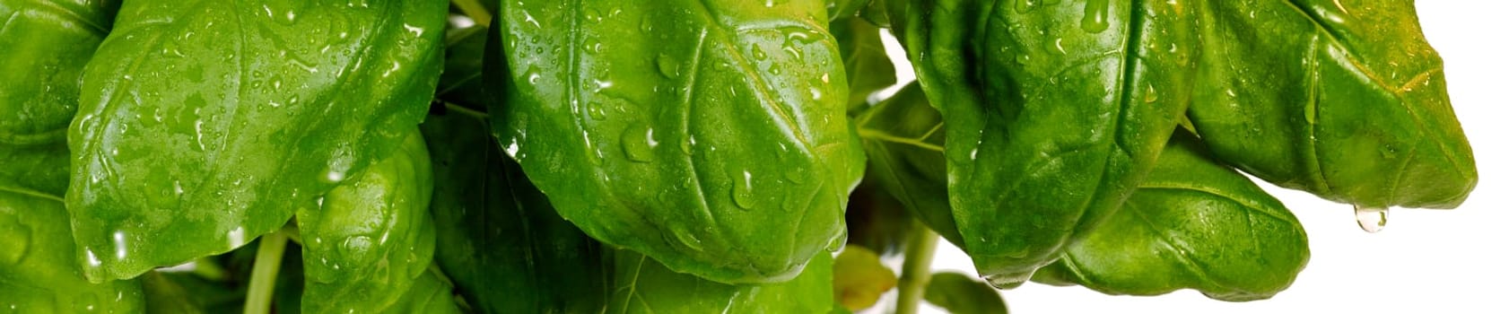 Basil Panoramic Shot