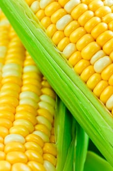 Corn close up