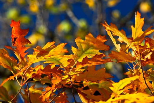 Autumn leaves