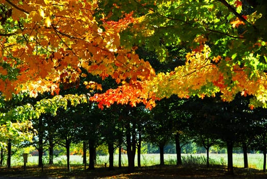 Autumn trees in fall park