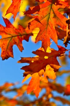 Autumn leaves