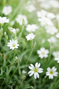 Floral background