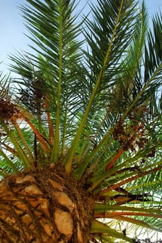 Palm tree canopy