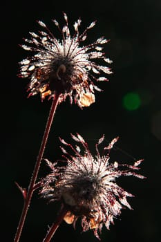 Morning sun