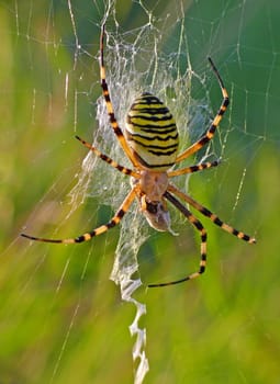 Wasp spider (Argiope bruennichi) with prey: The spider of the year 2001 also bears the names zebra spider,tiger spider or silk ribbon spider. As a representative of the true orb-web spiders,it spins a web with which it catches its prey. On average,you need