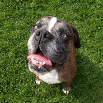 Boxer (dog breed) - staring at