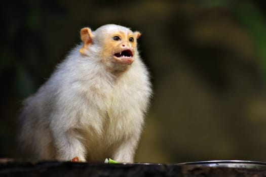 Silver Monkey