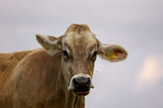 the cow
