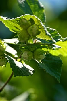 Hazelnut