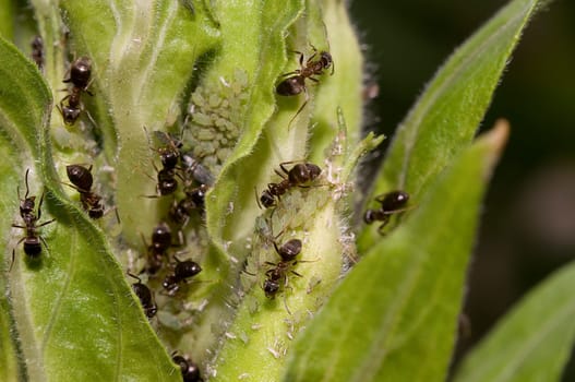 Ants