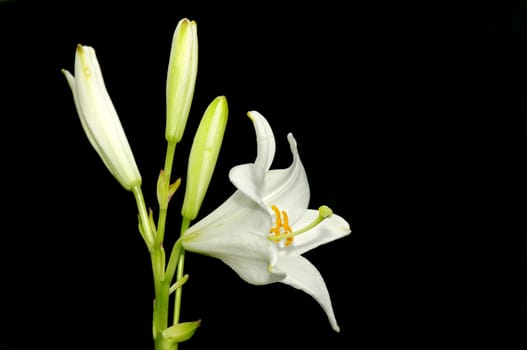 LILIUM CANDIDUM- Madonna Lily